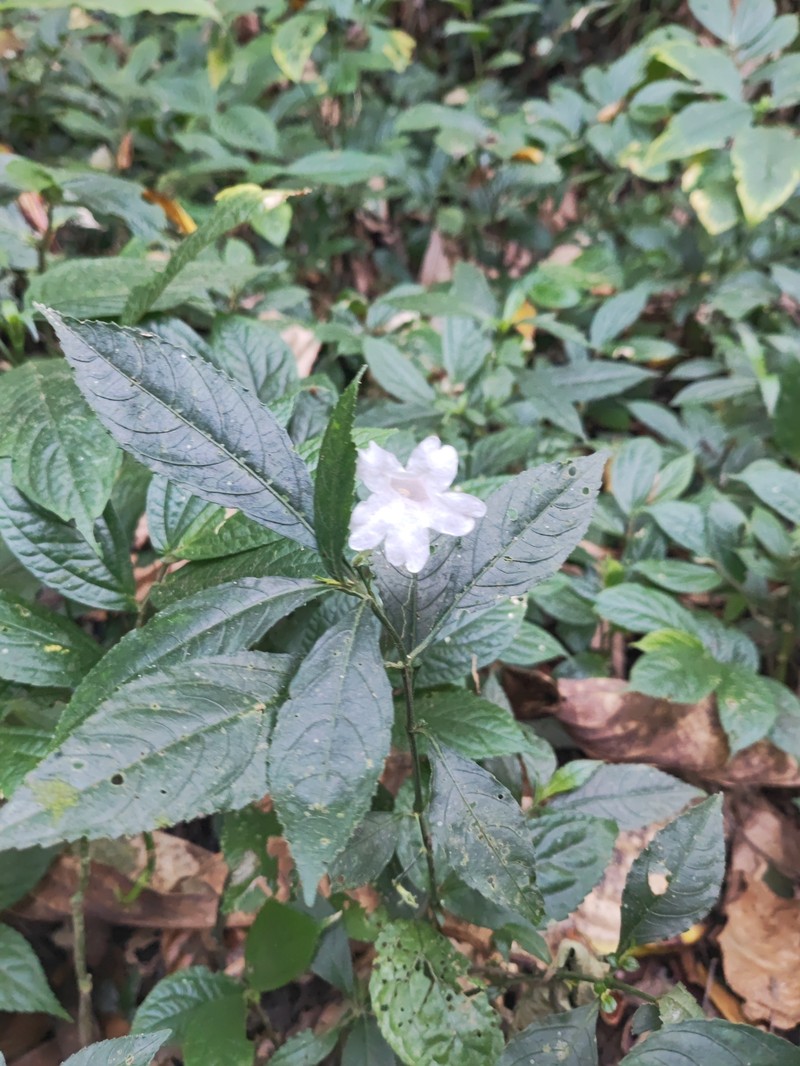 Strobilanthes dimorphotricha subsp. rex