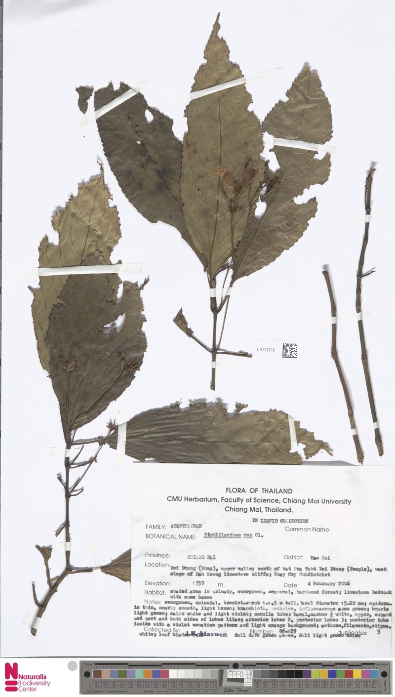 Strobilanthes dimorphotricha subsp. rex photo 2