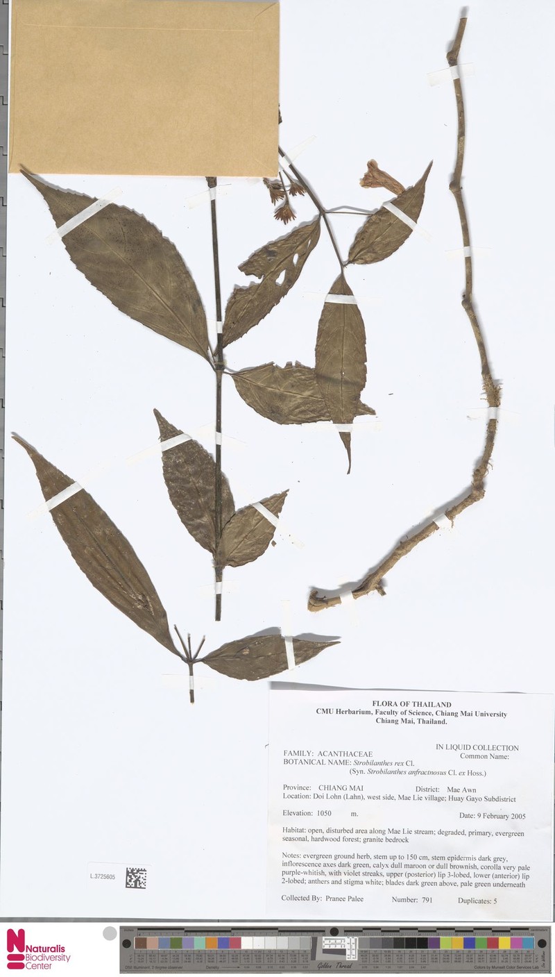 Strobilanthes dimorphotricha subsp. rex photo 3