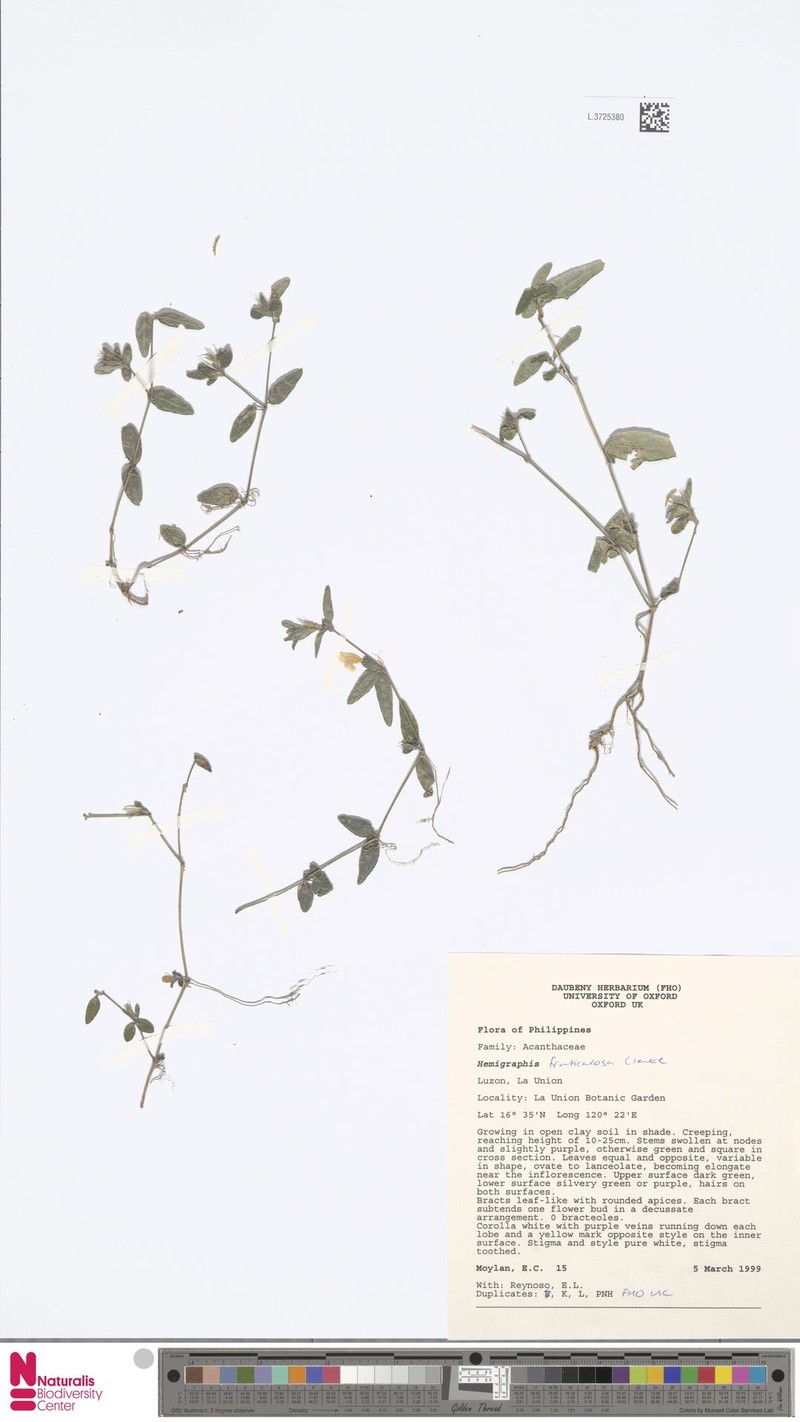 Strobilanthes fruticulosa