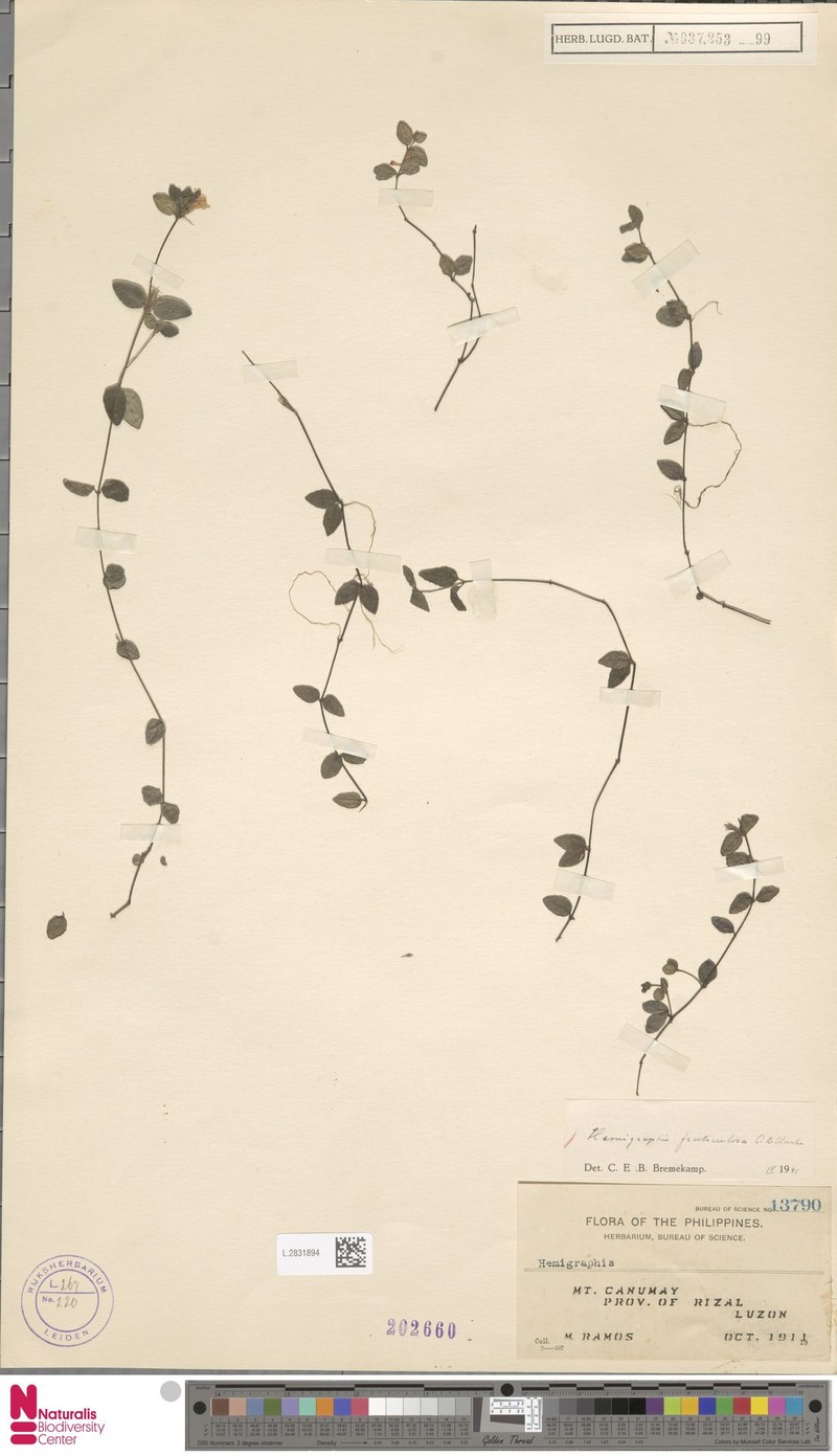 Strobilanthes fruticulosa photo 2
