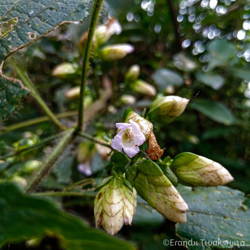 Strobilanthes glandulata