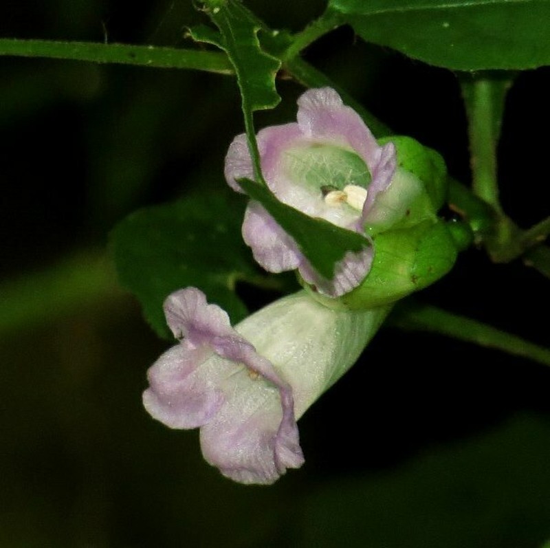 Strobilanthes glandulata photo 2