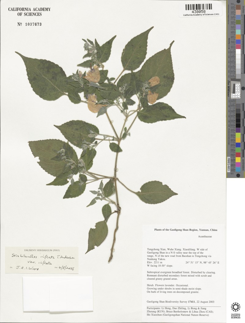 Strobilanthes inflata var. inflata
