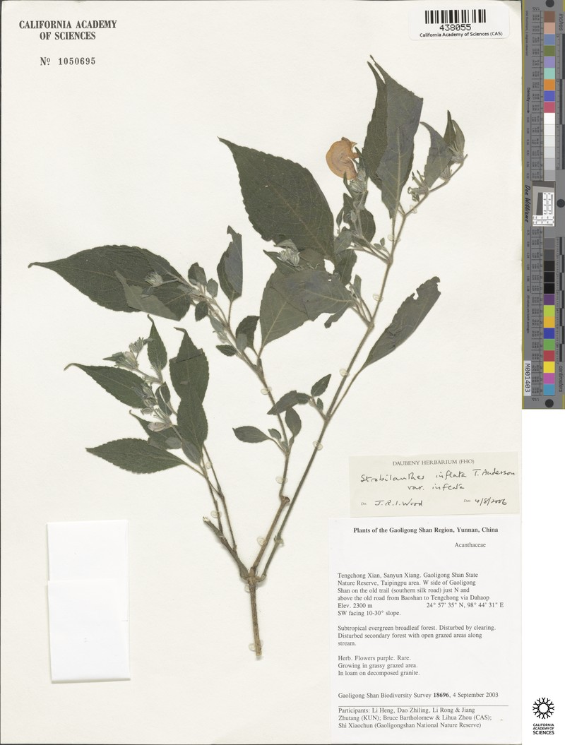 Strobilanthes inflata var. inflata photo 2