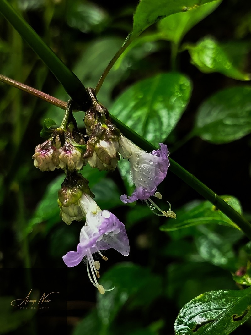 Strobilanthes jomyi photo 2