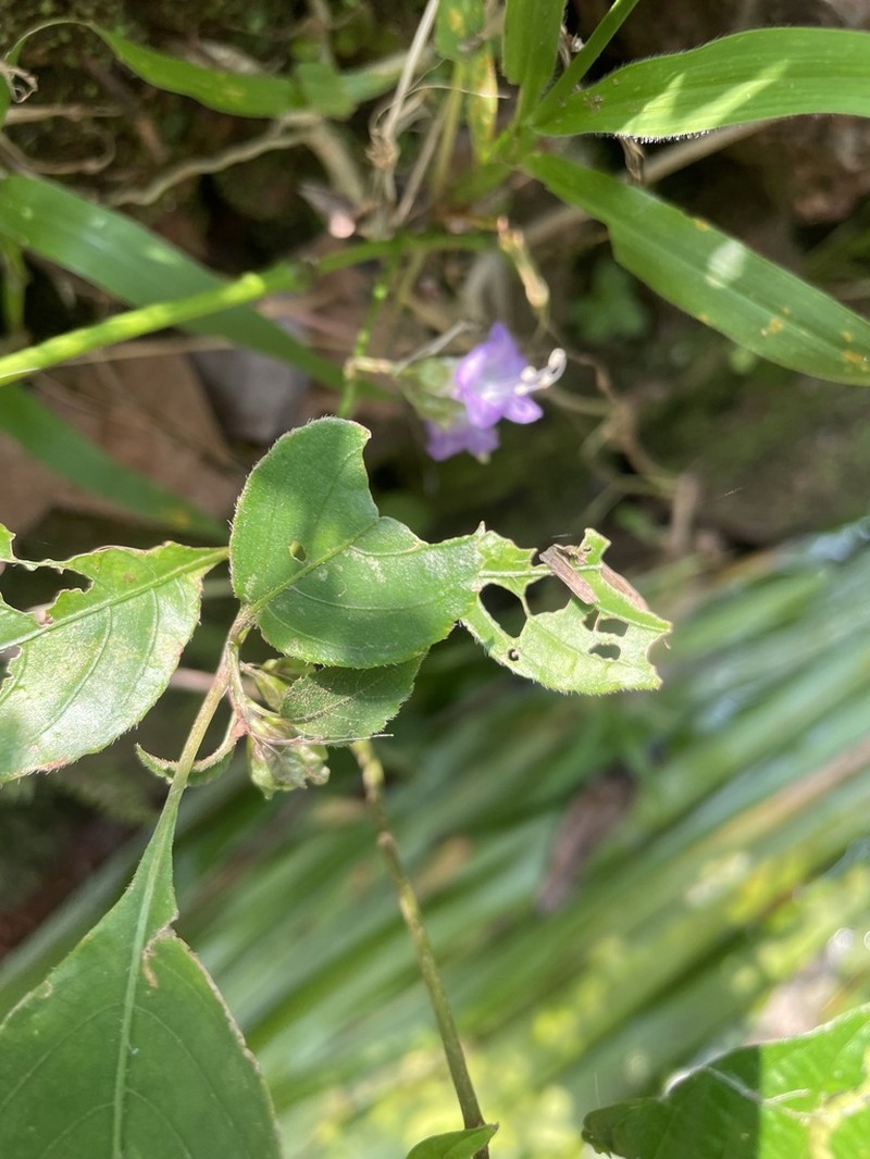 Strobilanthes jomyi photo 4