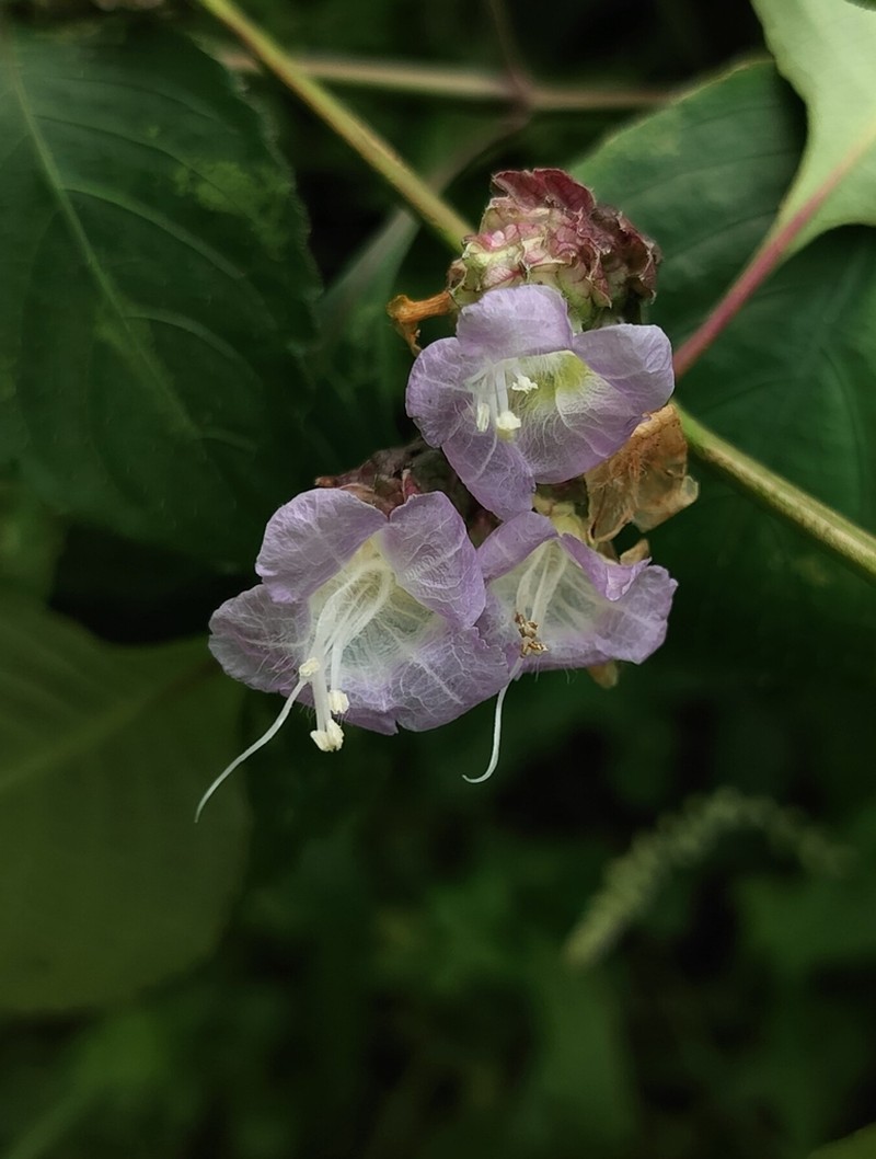 Strobilanthes jomyi photo 5