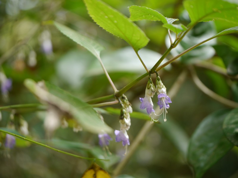 Strobilanthes jomyi photo 7