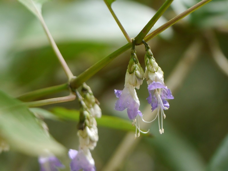 Strobilanthes jomyi photo 8