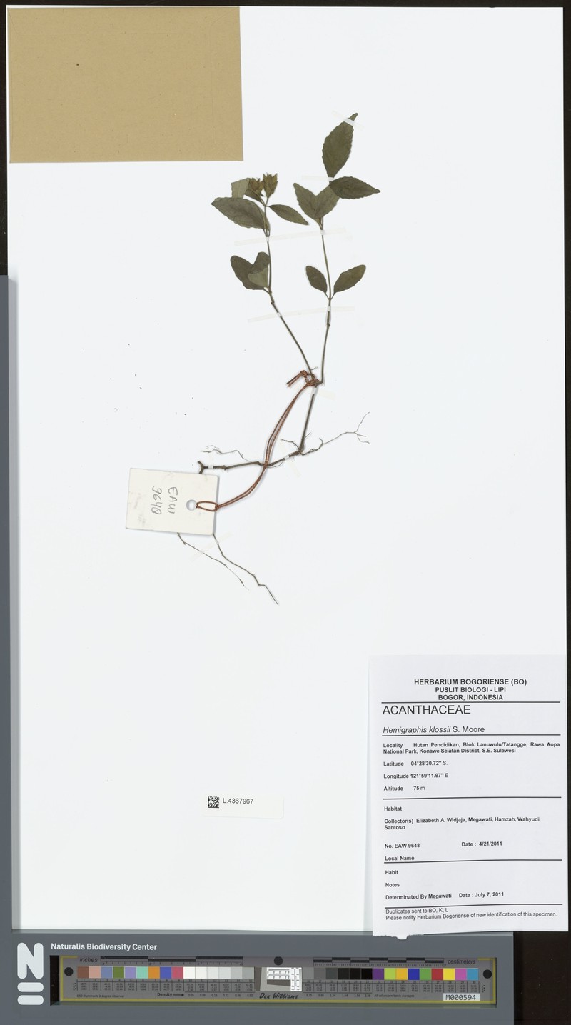 Strobilanthes klossii