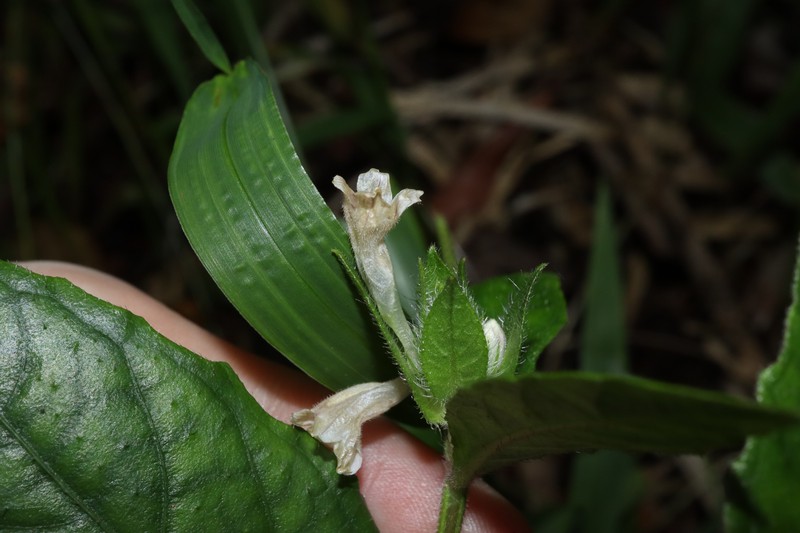 Strobilanthes linearifolia