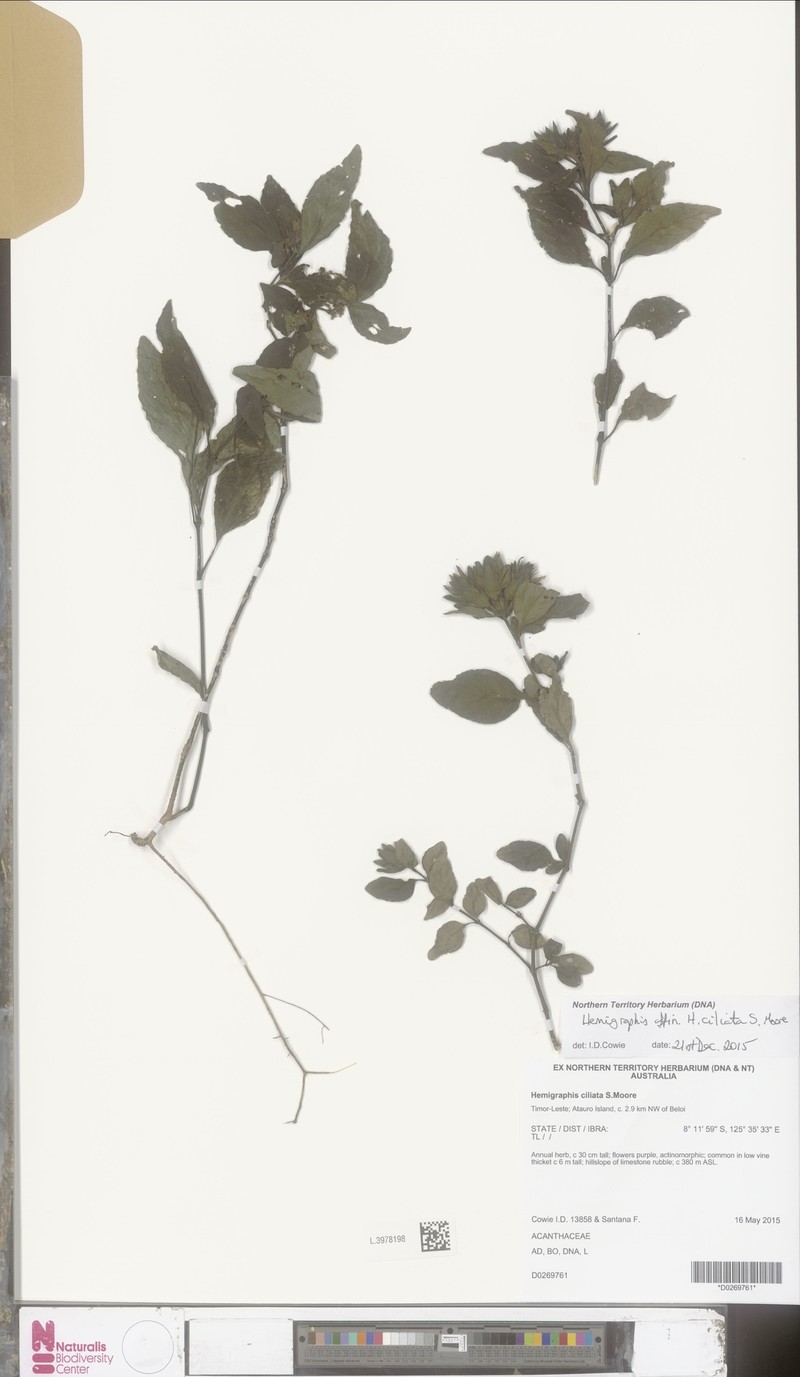 Strobilanthes linearifolia photo 2