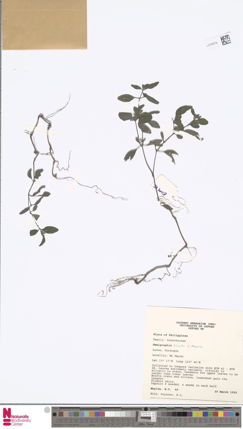 Strobilanthes linearifolia photo 3