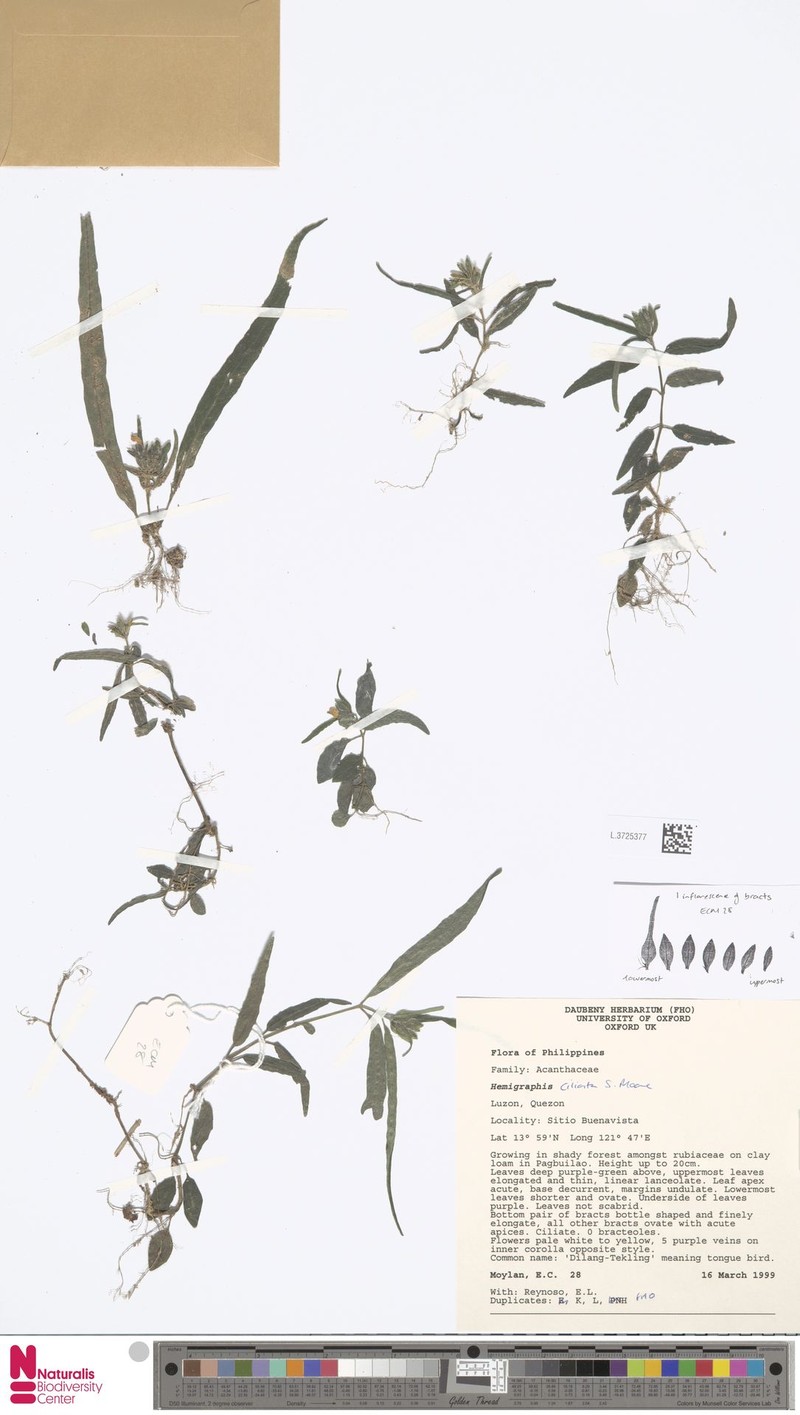 Strobilanthes linearifolia photo 4