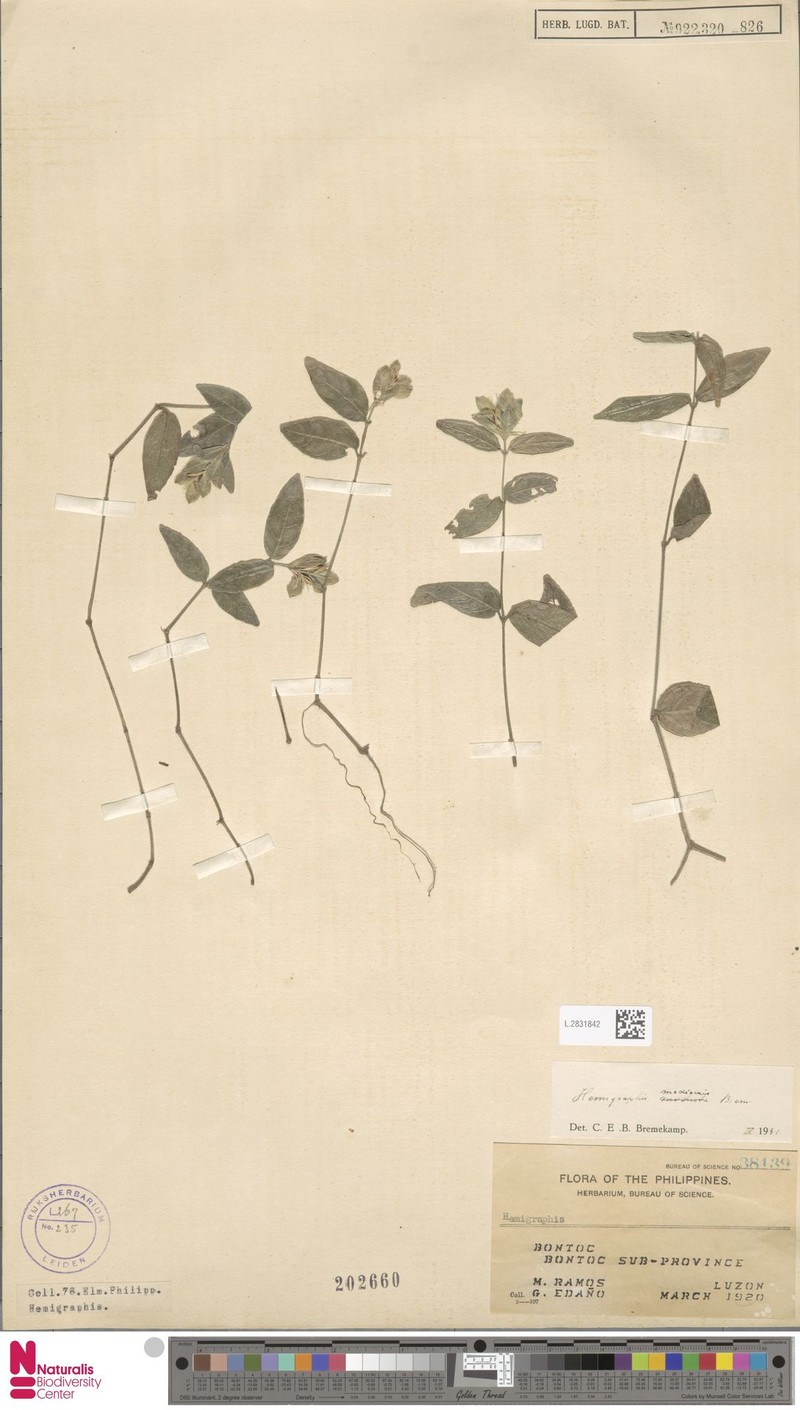 Strobilanthes mcgregorii