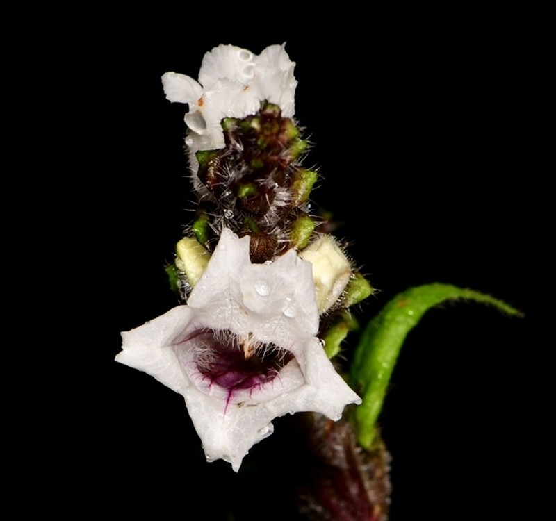 Strobilanthes medahinnensis
