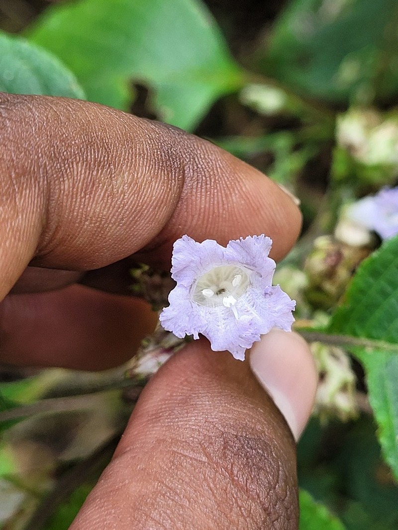 Strobilanthes neoaspera
