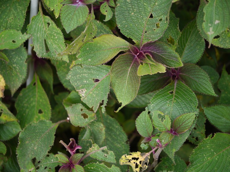 Strobilanthes neoaspera photo 2