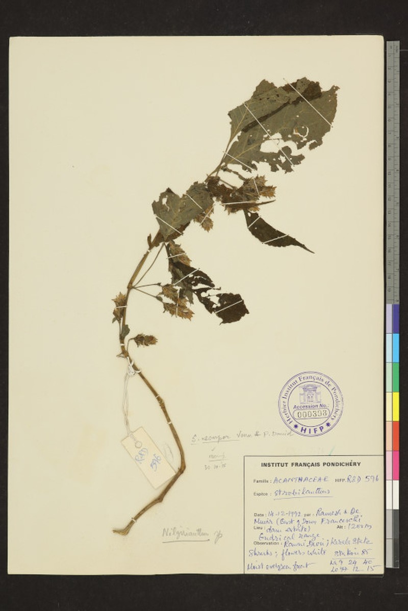 Strobilanthes neoaspera photo 3