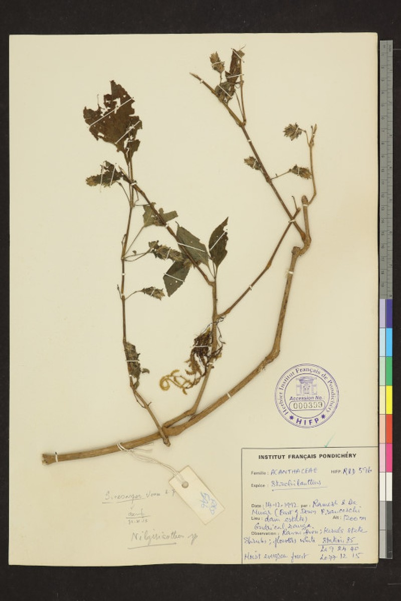 Strobilanthes neoaspera photo 4
