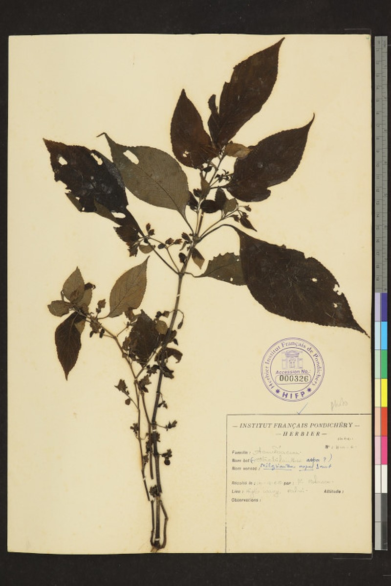 Strobilanthes neoaspera photo 5