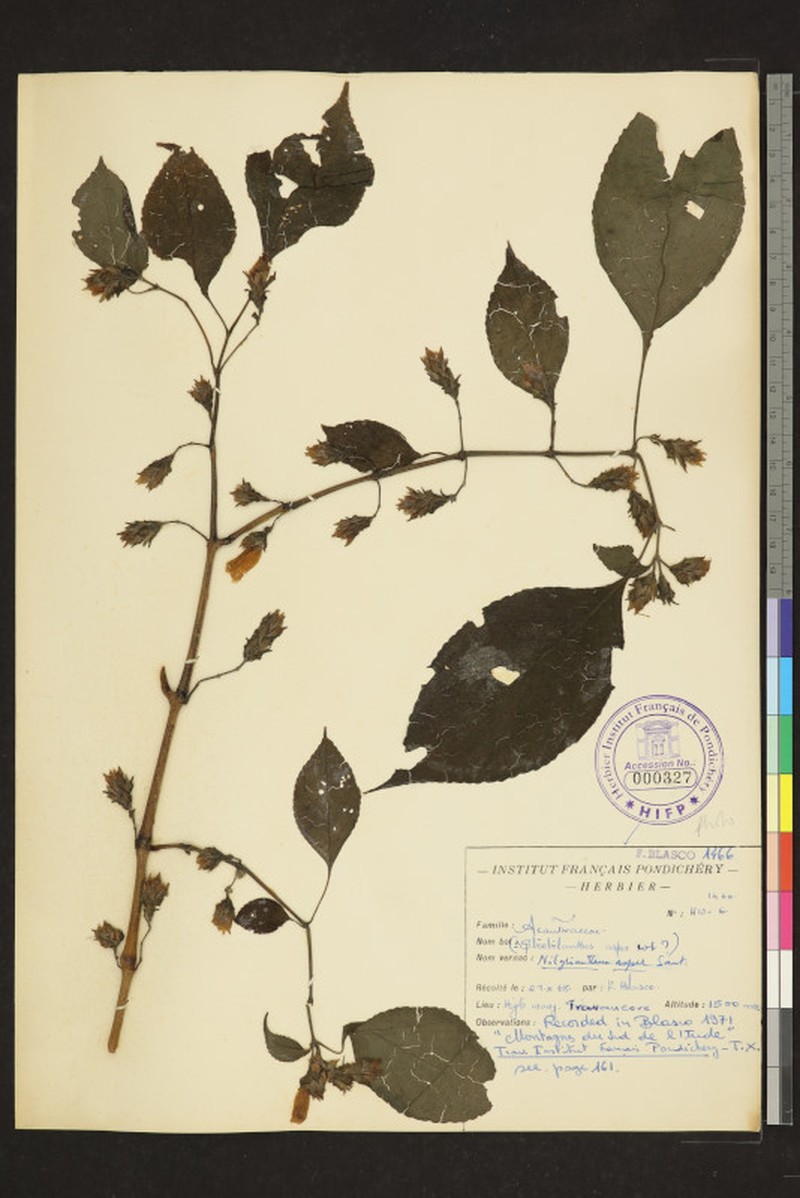 Strobilanthes neoaspera photo 6