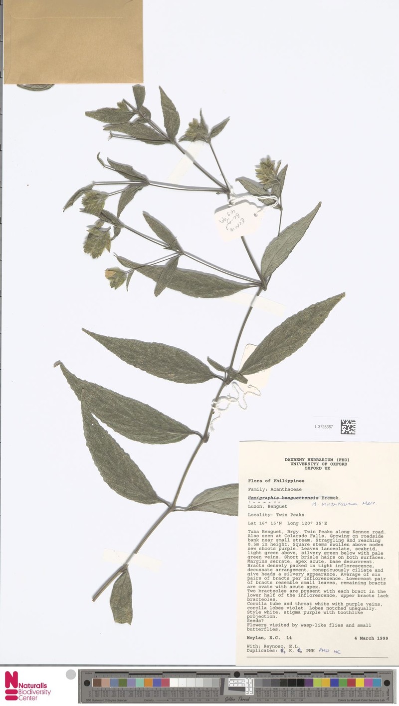 Strobilanthes pauciflora