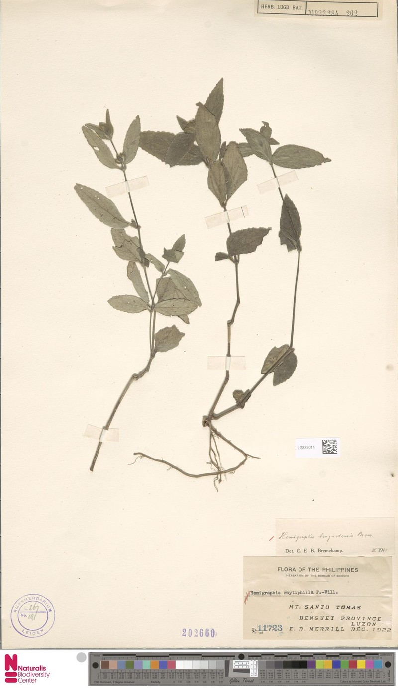 Strobilanthes pauciflora photo 3