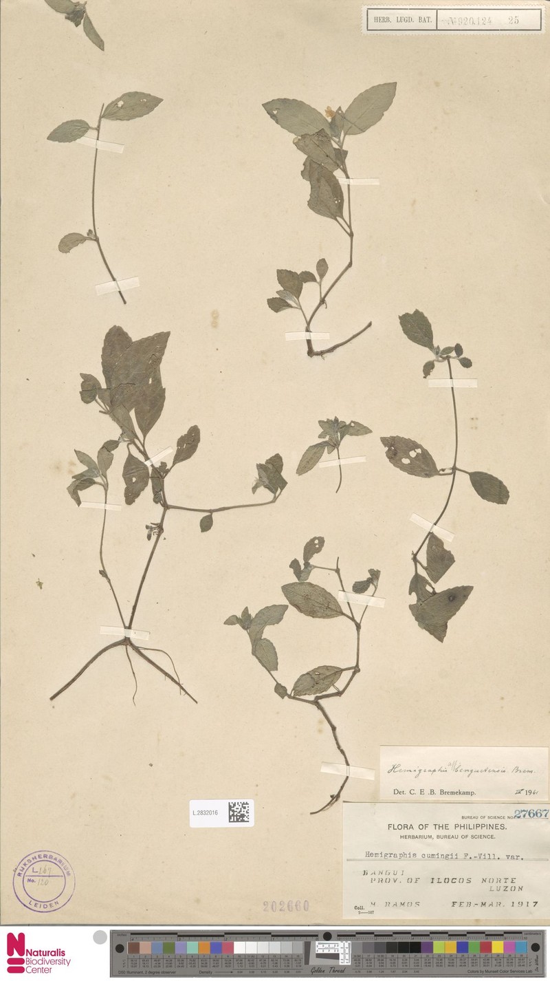 Strobilanthes pauciflora photo 4