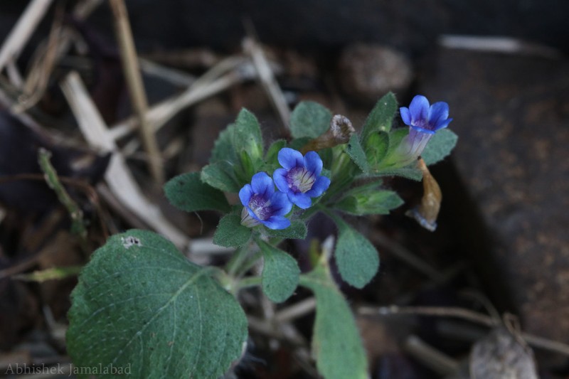 Strobilanthes pavala