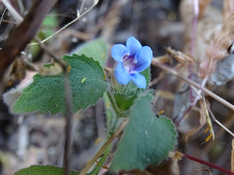 Strobilanthes pavala photo 2