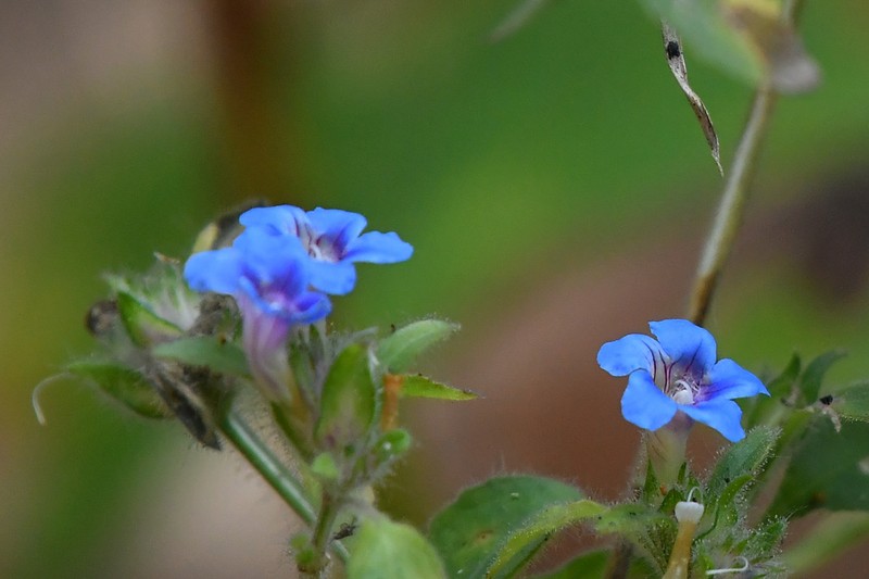Strobilanthes pavala photo 4