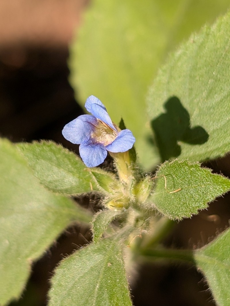 Strobilanthes pavala photo 5