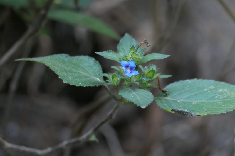 Strobilanthes pavala photo 6