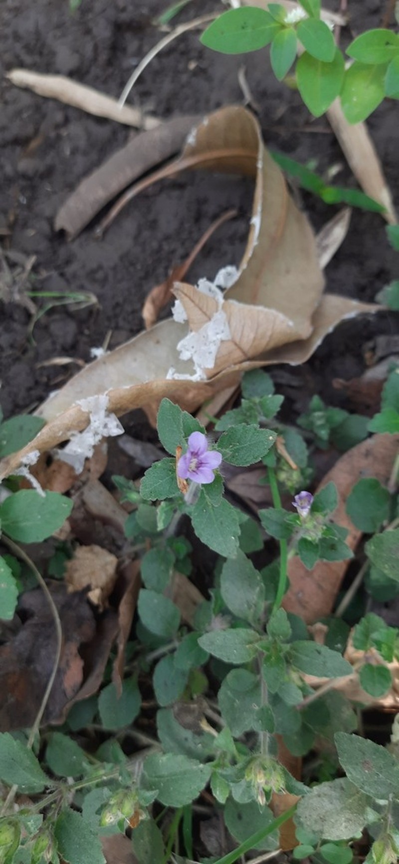 Strobilanthes pavala photo 8