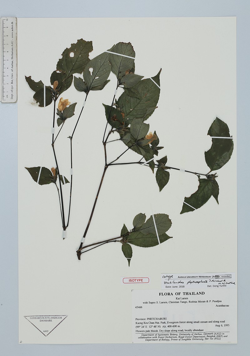 Strobilanthes phyllocephala