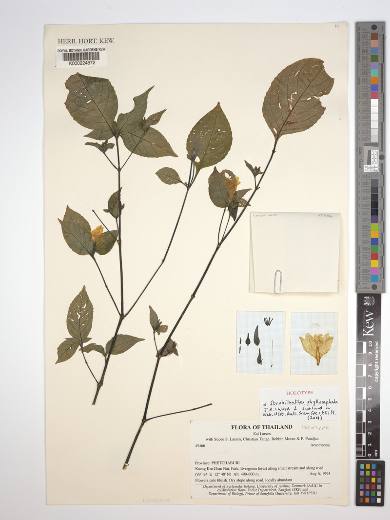 Strobilanthes phyllocephala photo 2
