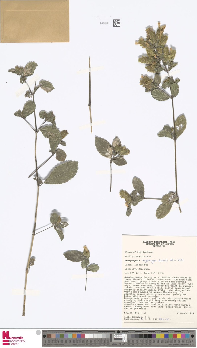 Strobilanthes rhytiphylla