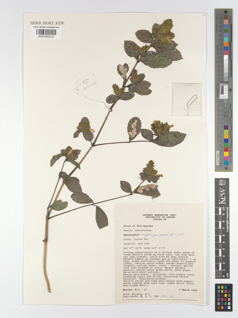 Strobilanthes rhytiphylla photo 2