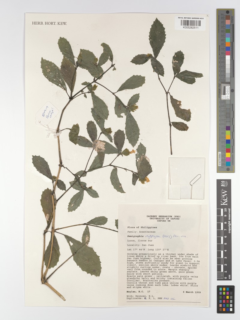 Strobilanthes rhytiphylla photo 3