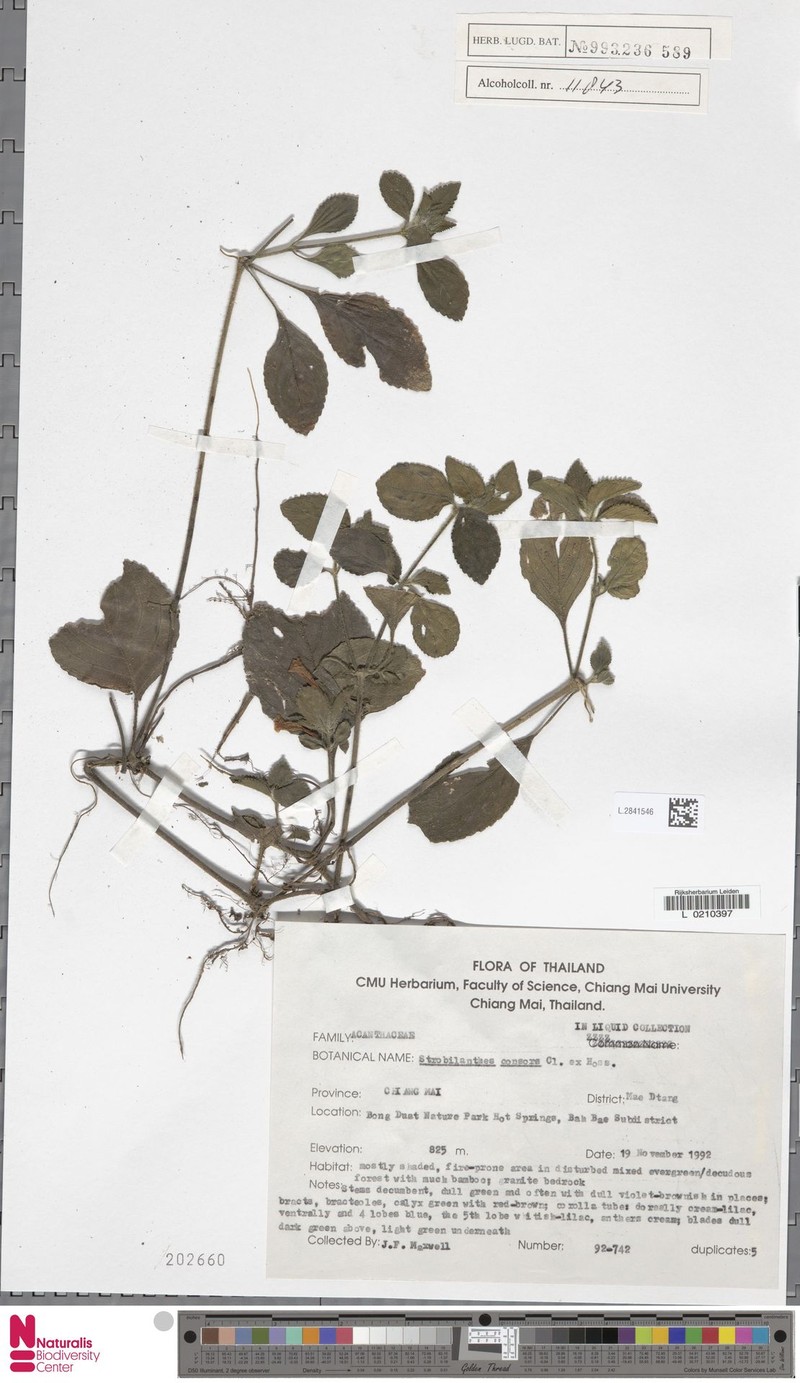 Strobilanthes serpens