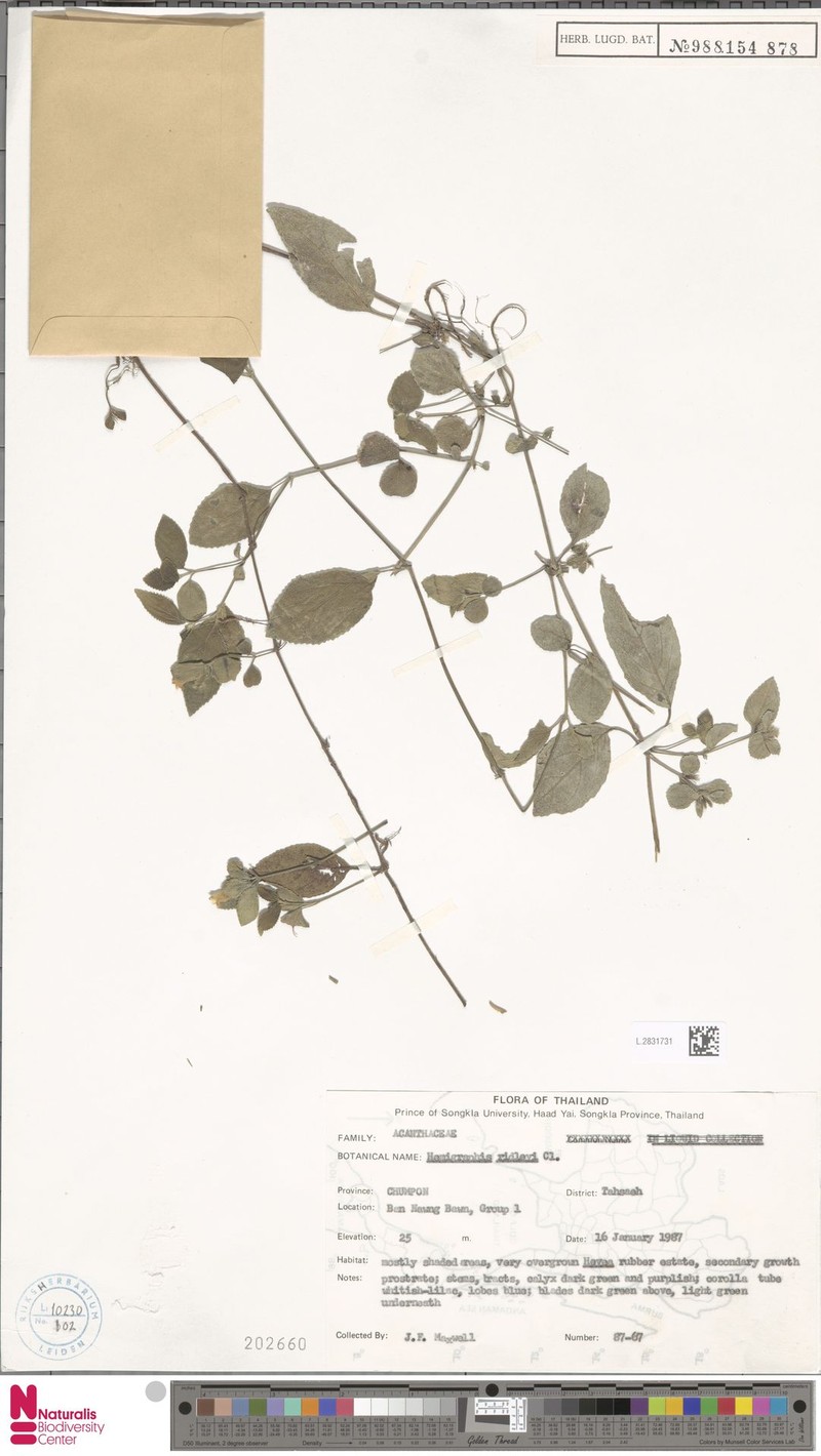 Strobilanthes serpens photo 2