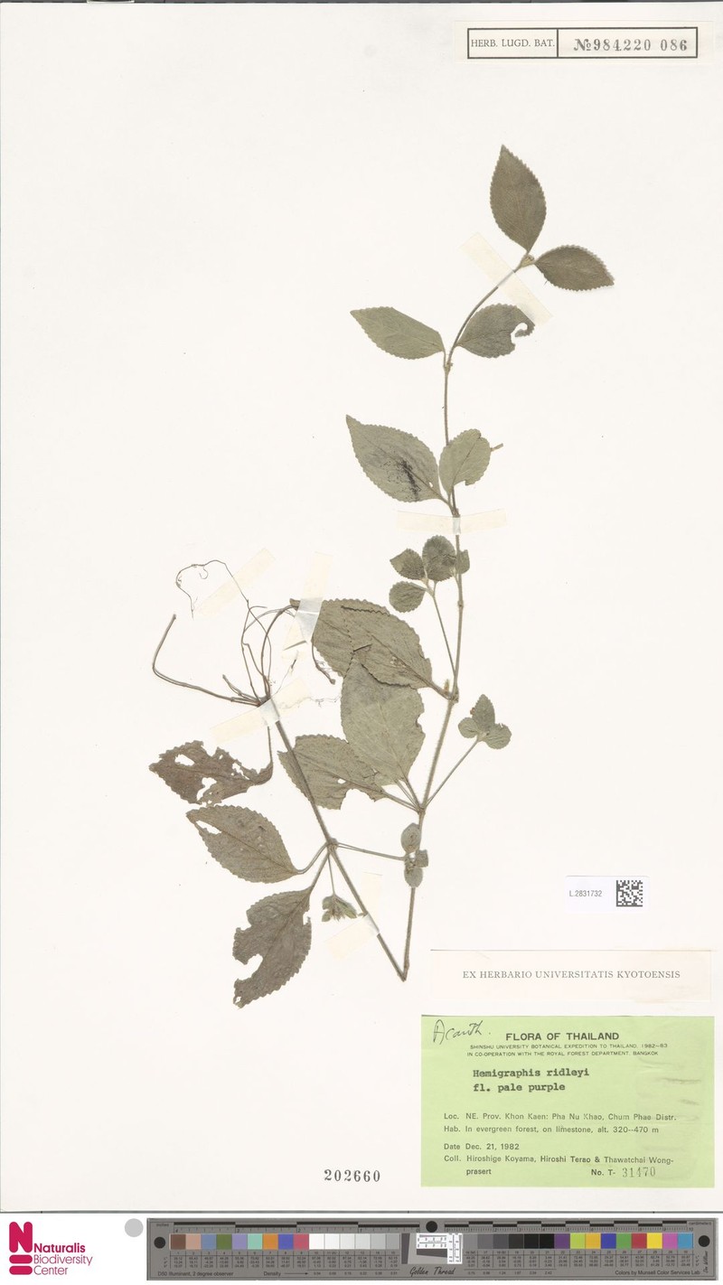 Strobilanthes serpens photo 3