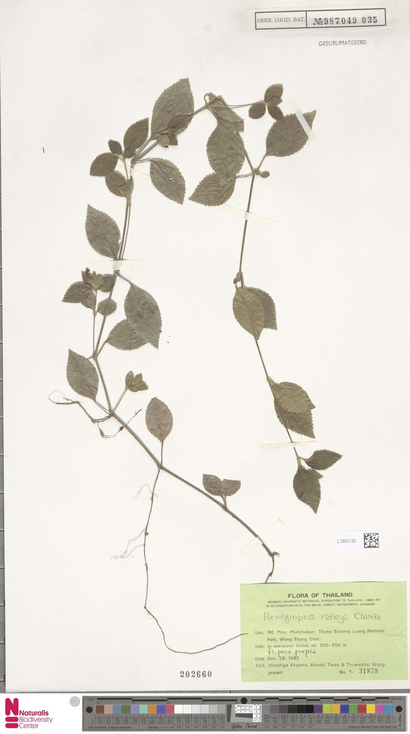 Strobilanthes serpens photo 4