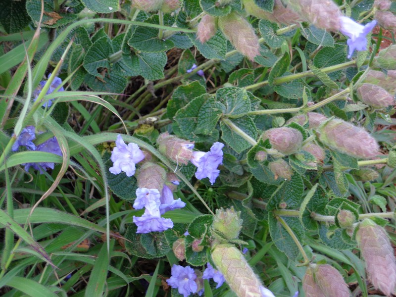 Strobilanthes sessilis var. sessiloides
