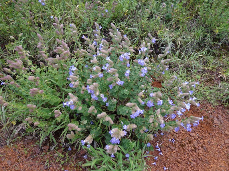 Strobilanthes sessilis var. sessiloides photo 2