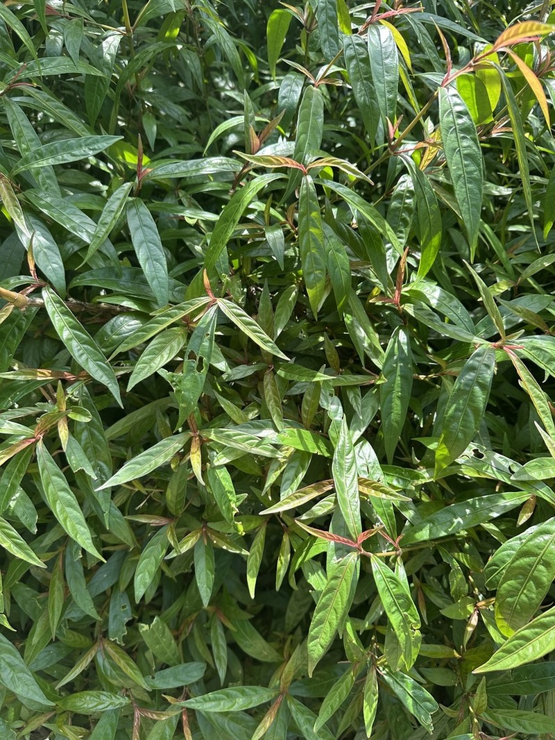 Strobilanthes sinuata photo 2