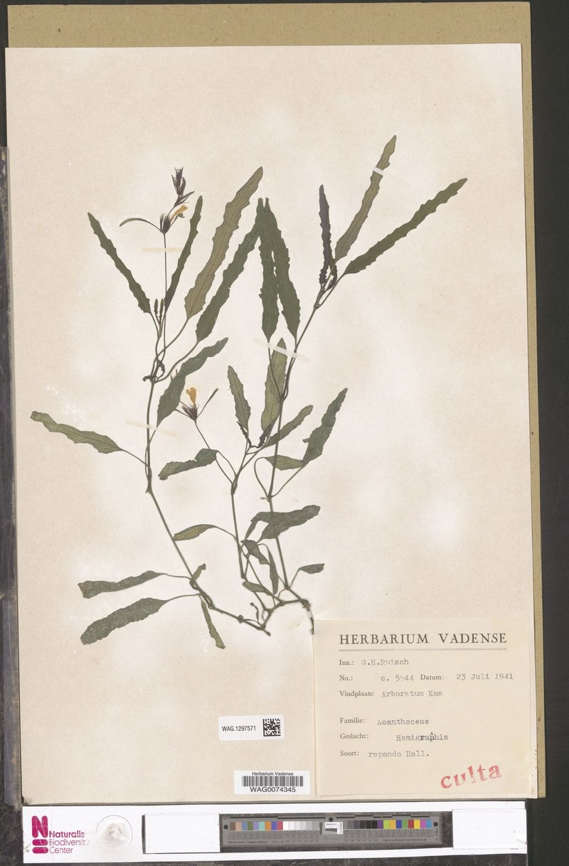 Strobilanthes sinuata photo 3