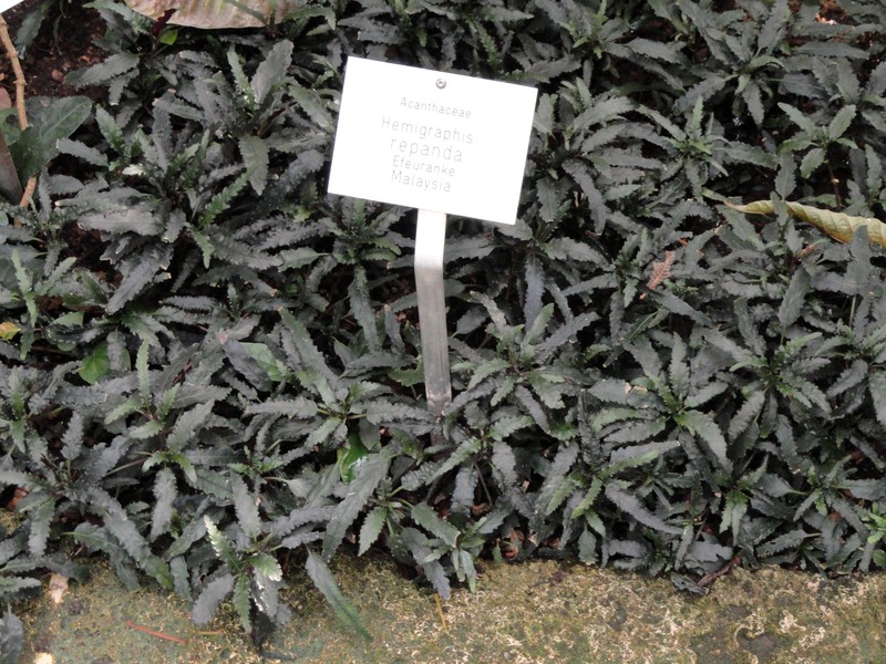 Strobilanthes sinuata